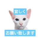 三角な猫8（個別スタンプ：1）