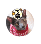 三角な猫8（個別スタンプ：2）