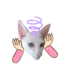 三角な猫8（個別スタンプ：11）