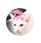 三角な猫8（個別スタンプ：12）