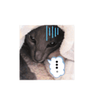 三角な猫8（個別スタンプ：13）