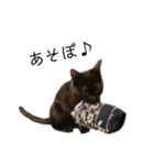 表情豊かな黒猫びびちゃんスタンプ5（個別スタンプ：1）
