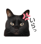 表情豊かな黒猫びびちゃんスタンプ5（個別スタンプ：2）