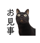 表情豊かな黒猫びびちゃんスタンプ5（個別スタンプ：5）