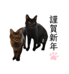 表情豊かな黒猫びびちゃんスタンプ5（個別スタンプ：7）