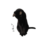 表情豊かな黒猫びびちゃんスタンプ5（個別スタンプ：11）