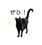 表情豊かな黒猫びびちゃんスタンプ5（個別スタンプ：13）