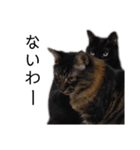表情豊かな黒猫びびちゃんスタンプ5（個別スタンプ：16）