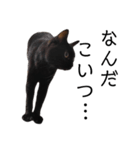 表情豊かな黒猫びびちゃんスタンプ5（個別スタンプ：17）