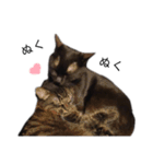 表情豊かな黒猫びびちゃんスタンプ5（個別スタンプ：19）