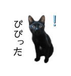 表情豊かな黒猫びびちゃんスタンプ5（個別スタンプ：21）