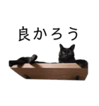 表情豊かな黒猫びびちゃんスタンプ5（個別スタンプ：23）