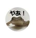 ヤモチャン×斉藤さん達！（個別スタンプ：1）