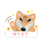 芝犬茶々no3（個別スタンプ：4）