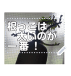 大根(ダイコン)☆自慢の1本（個別スタンプ：6）