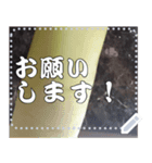 大根(ダイコン)☆自慢の1本（個別スタンプ：8）