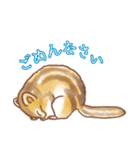 ふっくらシマリス（個別スタンプ：10）