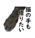 ネコのスタンプ【まる＆ちぃちゃん】（個別スタンプ：5）