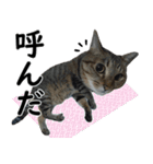 ネコのスタンプ【まる＆ちぃちゃん】（個別スタンプ：6）