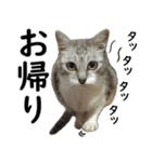 ネコのスタンプ【まる＆ちぃちゃん】（個別スタンプ：7）