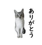 ネコのスタンプ【まる＆ちぃちゃん】（個別スタンプ：8）