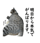 ネコのスタンプ【まる＆ちぃちゃん】（個別スタンプ：9）