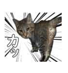 ネコのスタンプ【まる＆ちぃちゃん】（個別スタンプ：10）