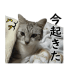 ネコのスタンプ【まる＆ちぃちゃん】（個別スタンプ：11）