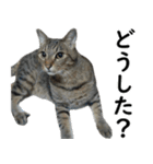 ネコのスタンプ【まる＆ちぃちゃん】（個別スタンプ：13）