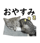 ネコのスタンプ【まる＆ちぃちゃん】（個別スタンプ：15）