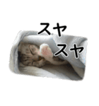 ネコのスタンプ【まる＆ちぃちゃん】（個別スタンプ：16）