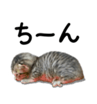 ネコのスタンプ【まる＆ちぃちゃん】（個別スタンプ：17）