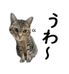 ネコのスタンプ【まる＆ちぃちゃん】（個別スタンプ：22）