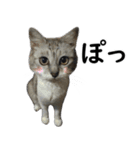 ネコのスタンプ【まる＆ちぃちゃん】（個別スタンプ：24）