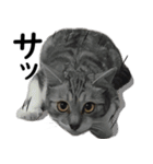 ネコのスタンプ【まる＆ちぃちゃん】（個別スタンプ：27）
