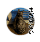 ネコのスタンプ【まる＆ちぃちゃん】（個別スタンプ：32）