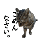 ネコのスタンプ【まる＆ちぃちゃん】（個別スタンプ：34）