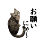 ネコのスタンプ【まる＆ちぃちゃん】（個別スタンプ：35）