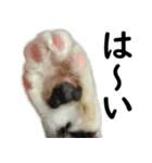 ネコのスタンプ【まる＆ちぃちゃん】（個別スタンプ：36）
