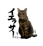 ネコのスタンプ【まる＆ちぃちゃん】（個別スタンプ：37）