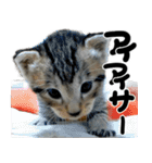 ネコのスタンプ【まる＆ちぃちゃん】（個別スタンプ：38）