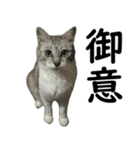 ネコのスタンプ【まる＆ちぃちゃん】（個別スタンプ：39）