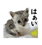ネコのスタンプ【まる＆ちぃちゃん】（個別スタンプ：40）