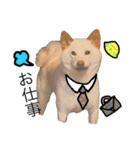 白柴犬2022（個別スタンプ：1）