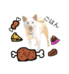 白柴犬2022（個別スタンプ：2）