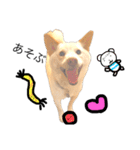 白柴犬2022（個別スタンプ：3）