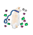白柴犬2022（個別スタンプ：4）