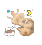 白柴犬2022（個別スタンプ：5）