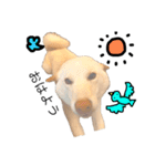 白柴犬2022（個別スタンプ：6）