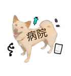 白柴犬2022（個別スタンプ：8）